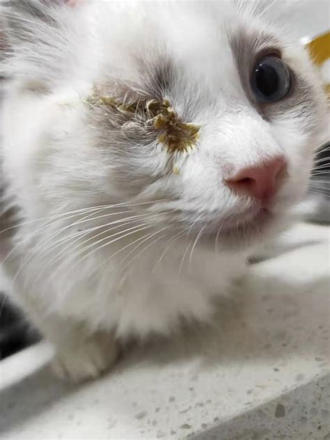 crusty eyes in kittens.
